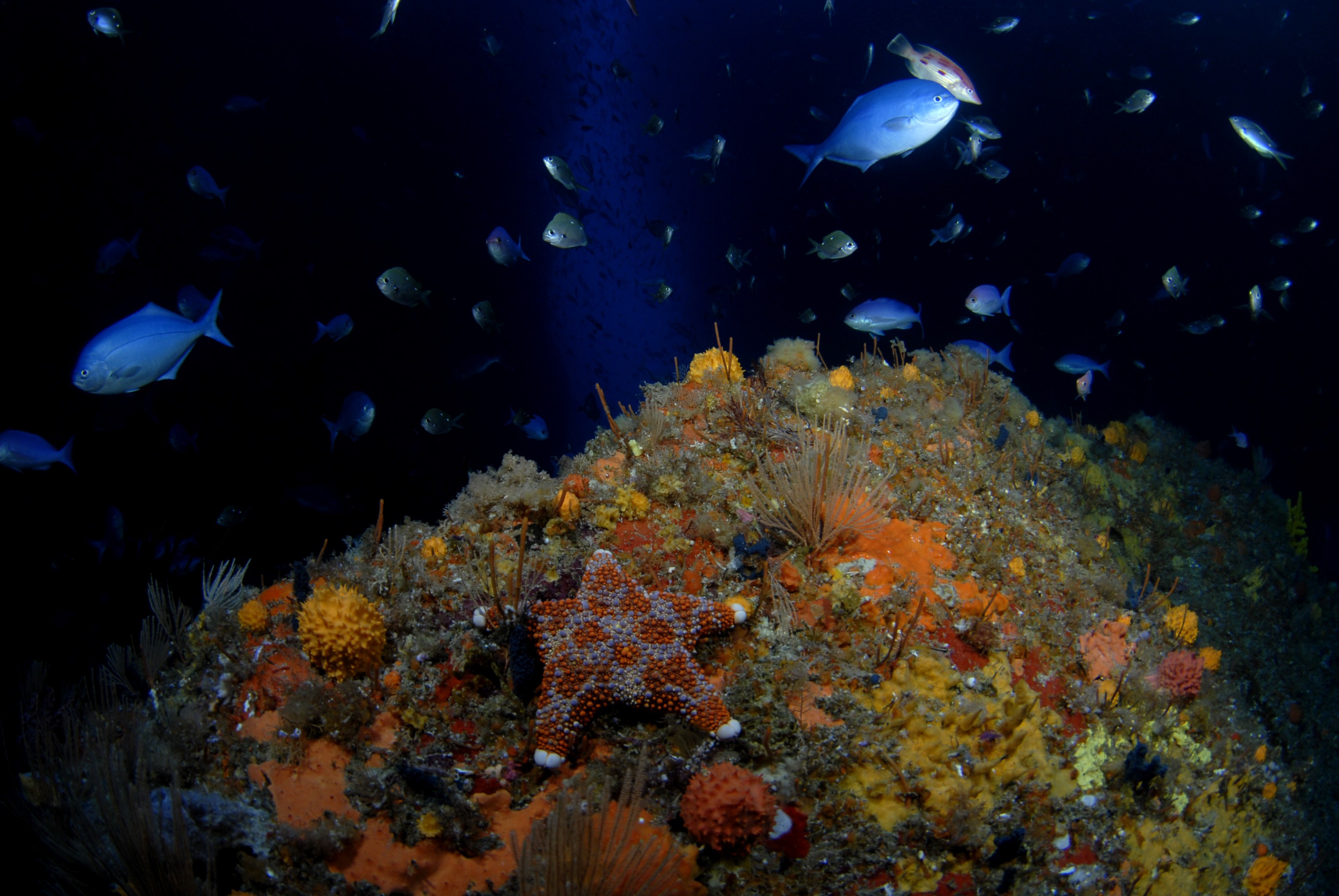 _JFG2002 – crispin, nz, new, zealand, new zealand, aug16_cm, sponge, garden, poor, knights, marine, reserve, blue, maomao, Scorpis, violacea, mao, Asterodiscides, truncatus, firebrick, fire, brick, starfish